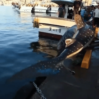 몇일 전 한국에서 잡힌 고래 상어 ㄷㄷ.gif | 인스티즈