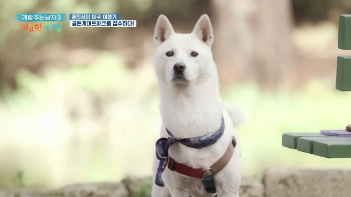 미국여행 간 진돗개의 인기.jpg | 인스티즈