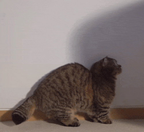 고양이들은 발을 좋아할까? | 인스티즈