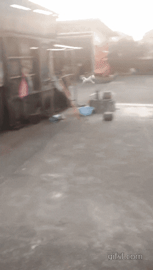 잔머리 쓰는 똑똑한 댕댕이.gif | 인스티즈