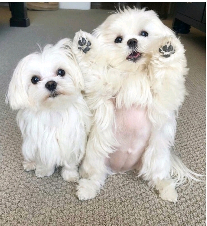 사진 찍을 때마다 만세하는 강아지.jpg | 인스티즈
