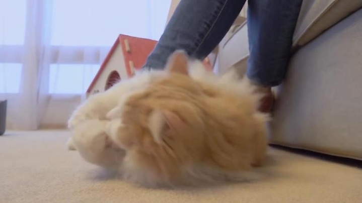 고양이들은 발을 좋아할까? | 인스티즈