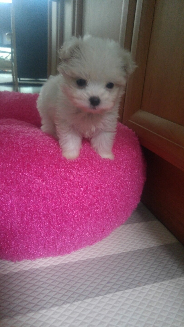 귀여운 강아지들 ㅎㅎ | 인스티즈