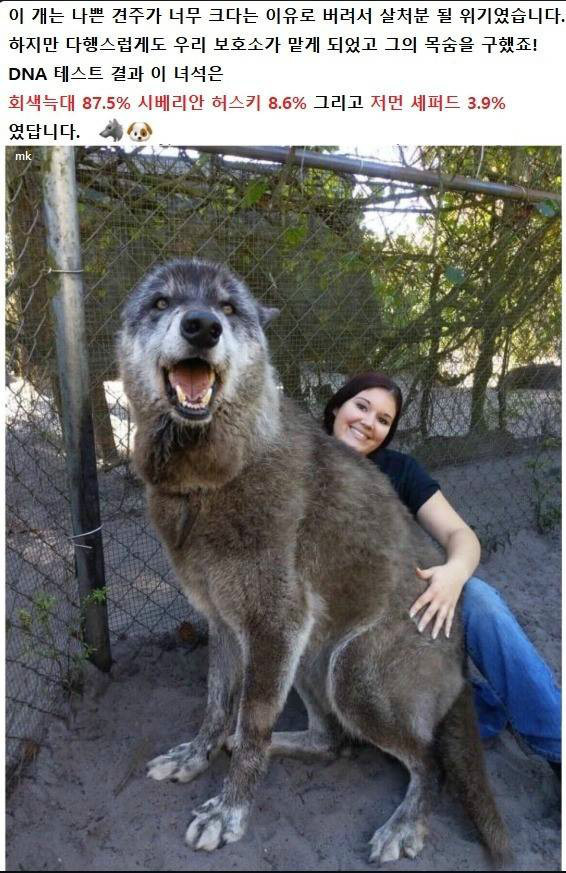 너무 크다는 이유로 버려진 개 | 인스티즈