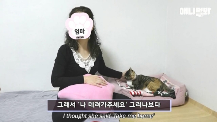 깜짝.....걸레질을 하는 고양이가 있다....?.....JPGIF | 인스티즈