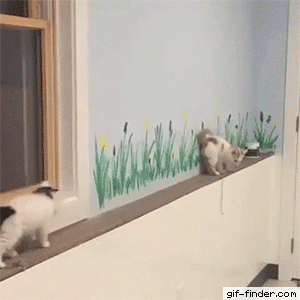 고양이의 협력.gif | 인스티즈