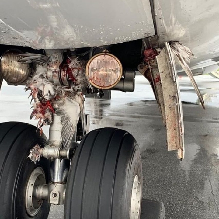 버드 스트라이크(bird strike)를 당한 비행기 | 인스티즈
