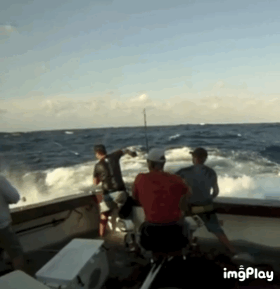 청새치가 위험한 이유 | 인스티즈