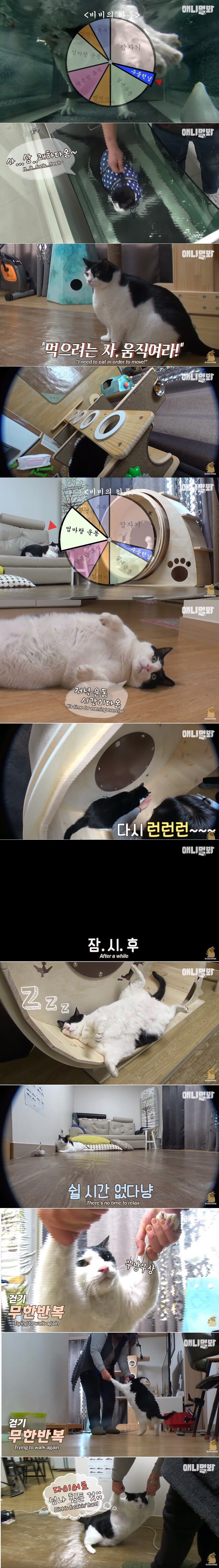 뚱냥이의 하루 일과.jpg | 인스티즈
