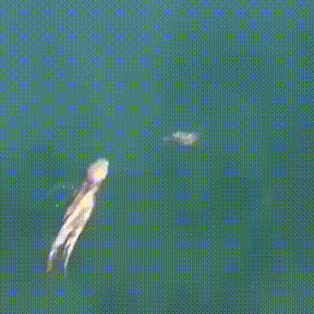 식사하시는 대장님.gif | 인스티즈