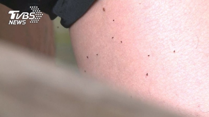 대만 여행에서 주의해야할 대만모기 샌드플라이(샤오헤이원) | 인스티즈