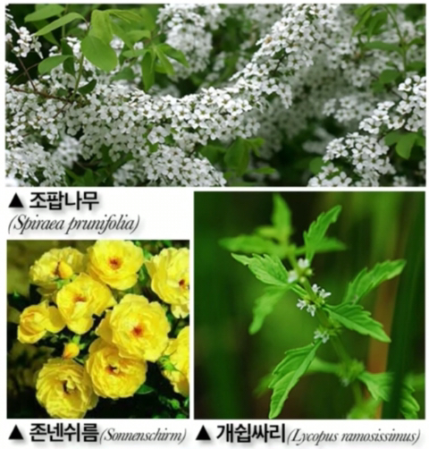 욕같은 식물 이름.jpg | 인스티즈