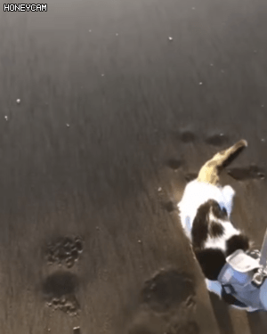 파도 피하는 골든 리트리버 댕댕이 &amp; 고양이.gif | 인스티즈