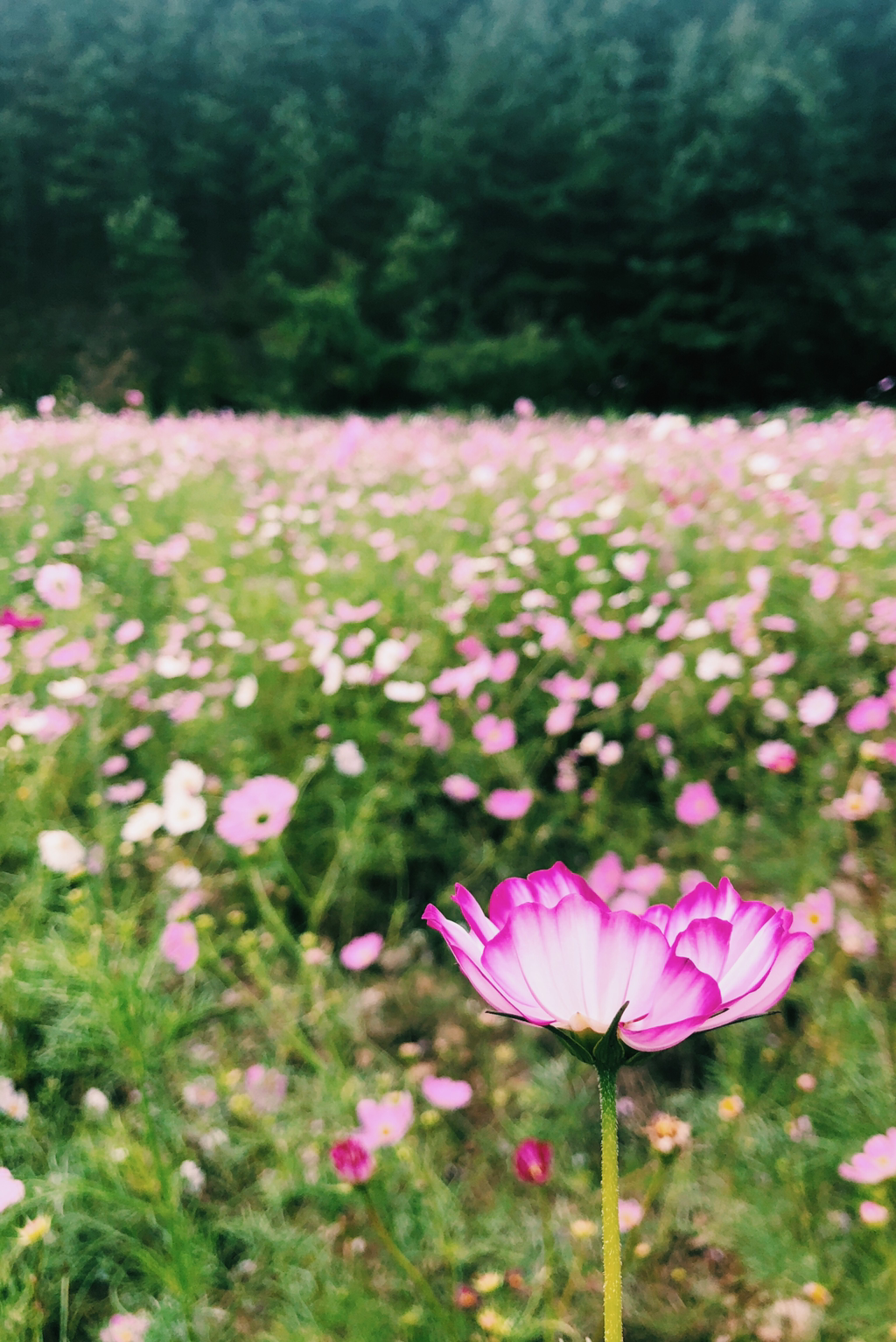 아이폰으로 찍은 C급 사진 몇 장만 올려봅니다 | 인스티즈