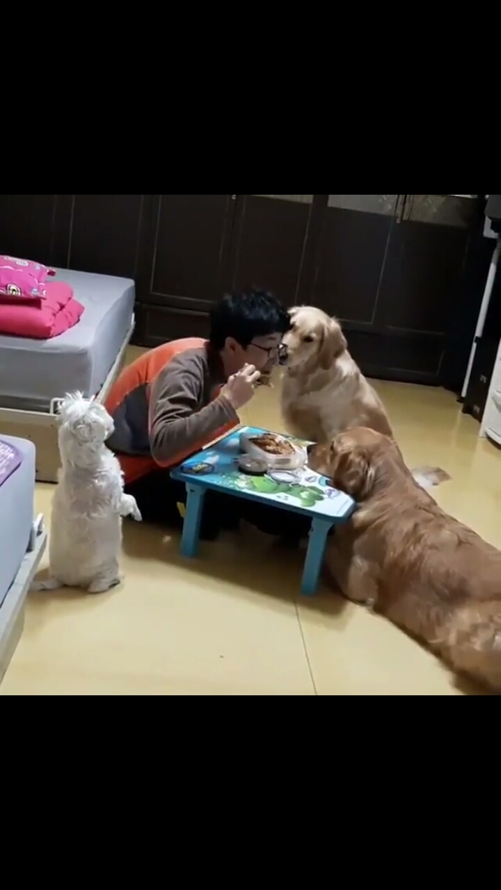 댕댕이들의 시선이 따갑다.. | 인스티즈