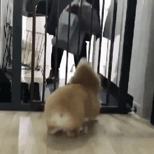 주인님이 돌아온게 기쁜 댕댕이.gif | 인스티즈