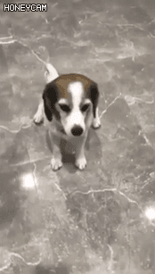 강아지의 반응 속도 | 인스티즈