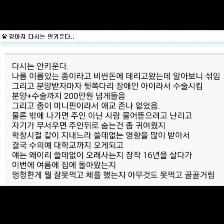 강아지 다시는 안키운다.jpg | 인스티즈