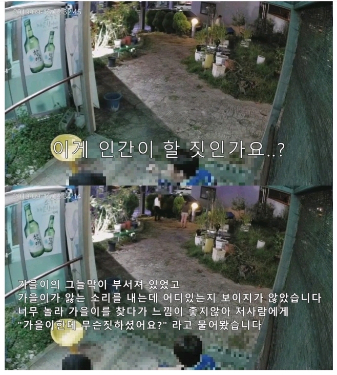 보배드림 강아지 폭행사건.jpg | 인스티즈