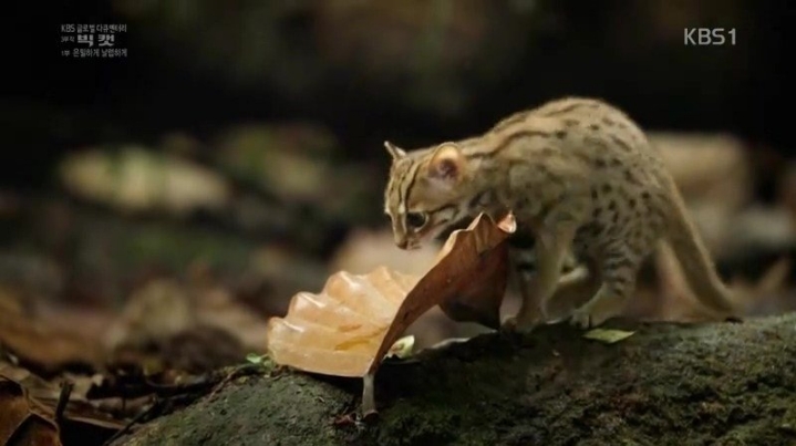 세상에서 가장 작은 고양이.jpgif | 인스티즈