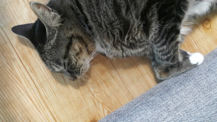 자는 고양이 괴롭히기 | 인스티즈