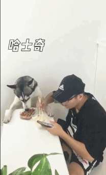 밥상 엎고 도망가는 댕댕이.GIFq | 인스티즈