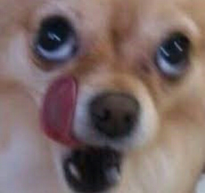 주인이 술 취해서 들어오면 좋아하는 강아지 | 인스티즈