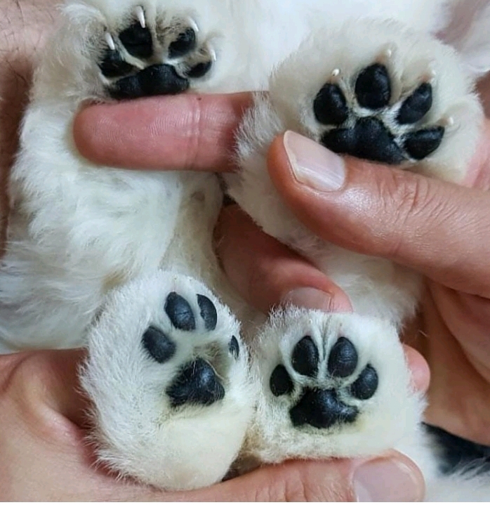 강아지 발바닥.jpg | 인스티즈
