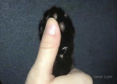 고양이 발톱 ㄷㄷ.gif | 인스티즈