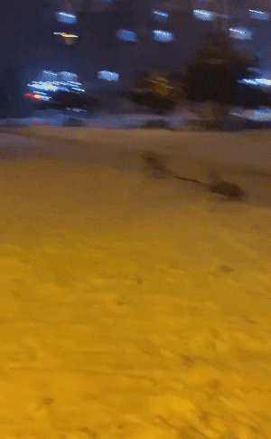 멍멍이들의 흔한 주인사랑 | 인스티즈