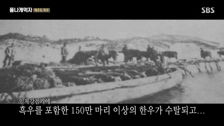 일본이 수탈해간 우리의 흑우.jpg | 인스티즈