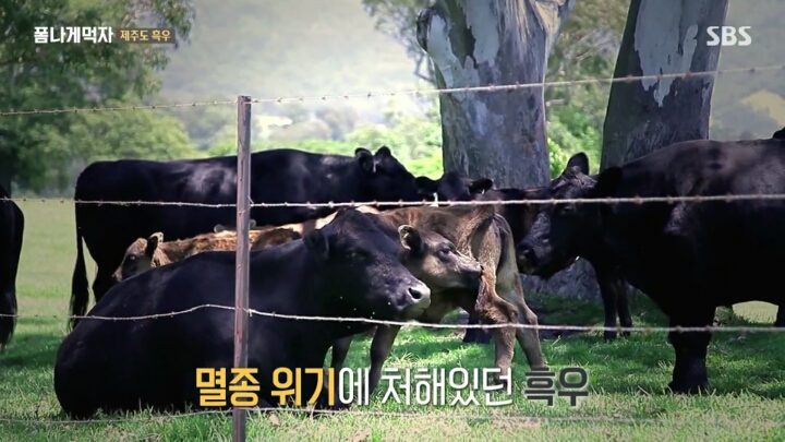 일본이 수탈해간 우리의 흑우.jpg | 인스티즈