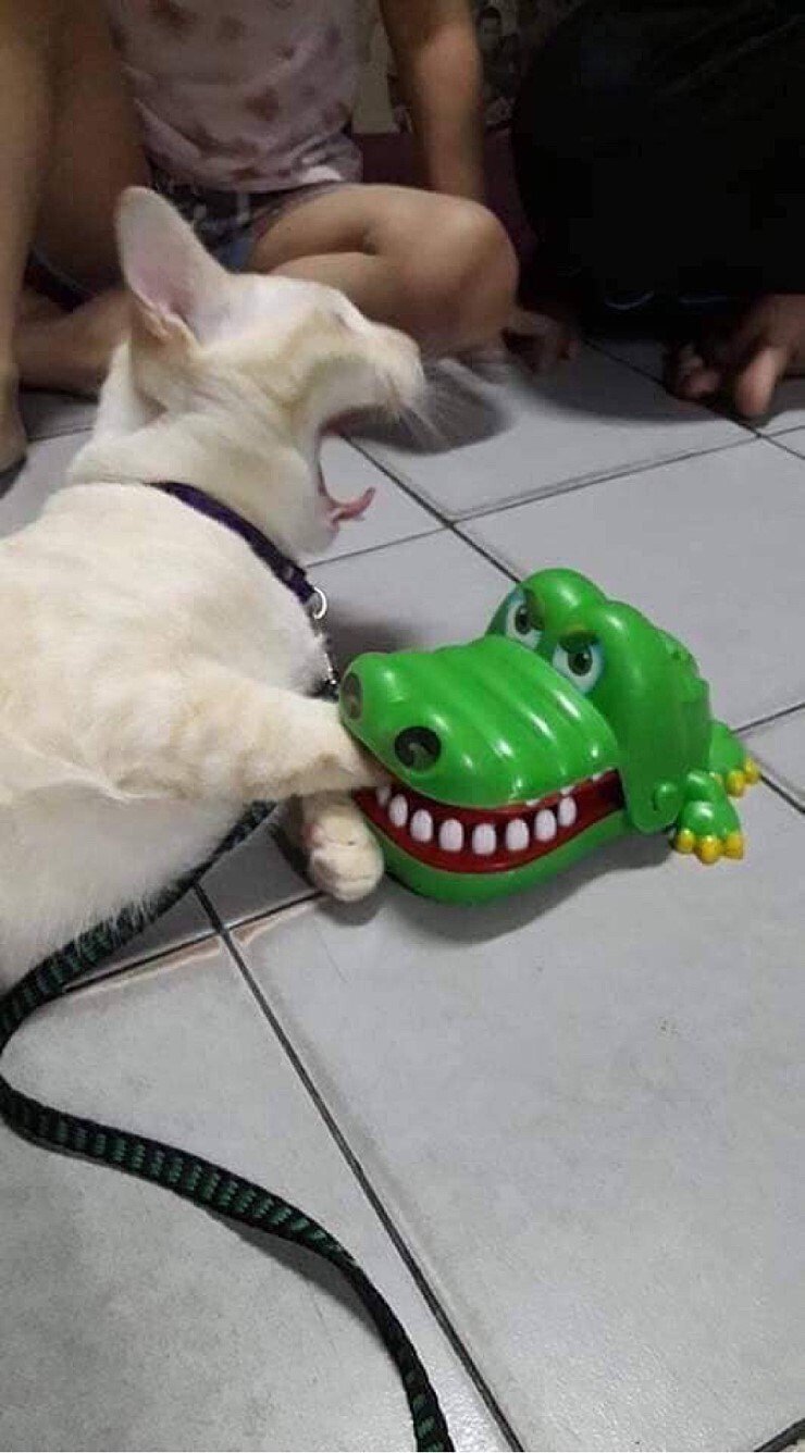 악어에 물린 고양이... | 인스티즈