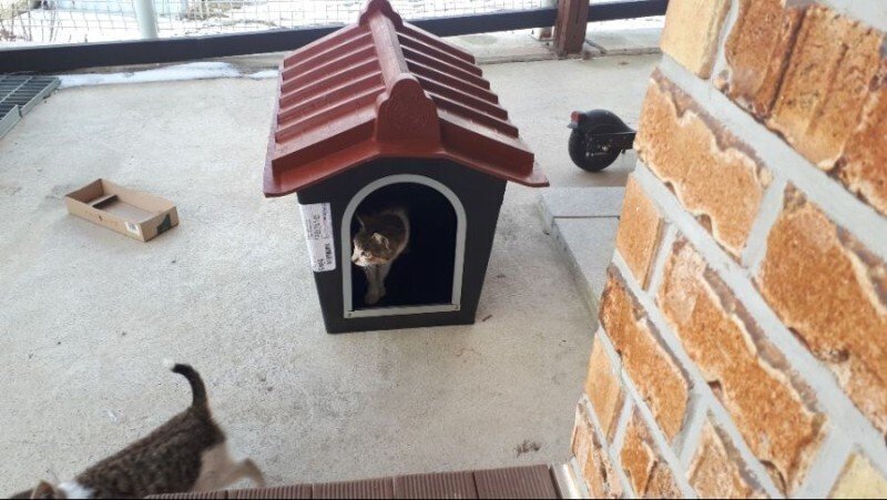 집을 빼앗겨버린 댕댕이...JPG | 인스티즈