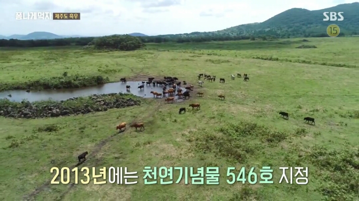 일본이 수탈해간 우리의 흑우.jpg | 인스티즈