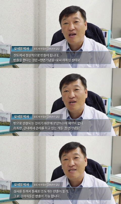 진돗개의 몇가지 사실 | 인스티즈