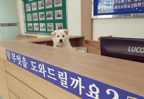 대한민국 견찰 수준 | 인스티즈