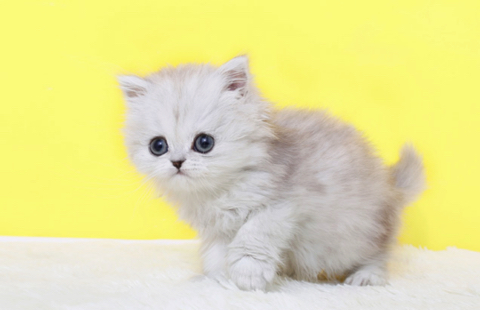 고양이도 반대말이 있었군요 | 인스티즈