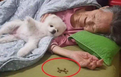 강아지가 밥을 안먹은 이유 | 인스티즈