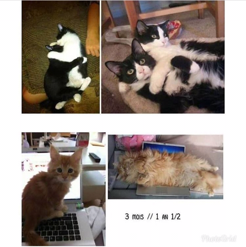 고양이 확대범.jpg | 인스티즈