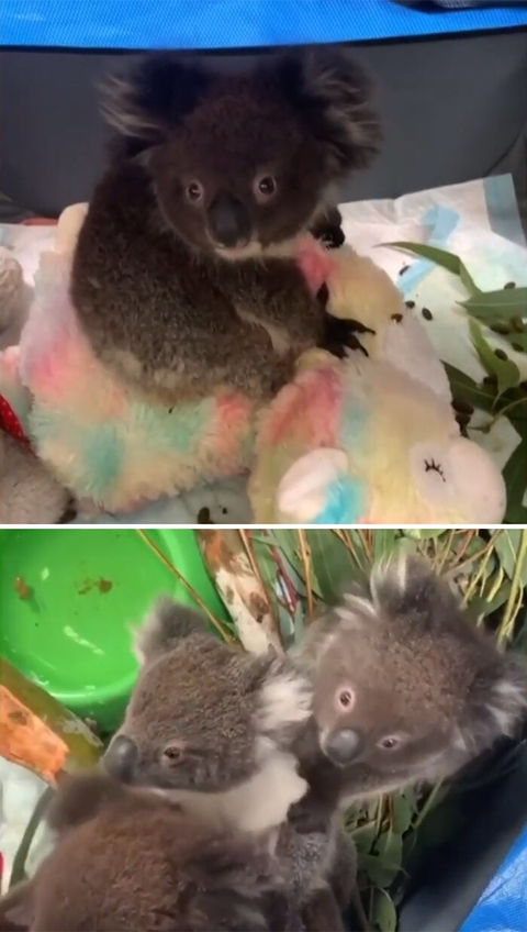 야생동물 구조하는 호주 국민들 ㅠ | 인스티즈