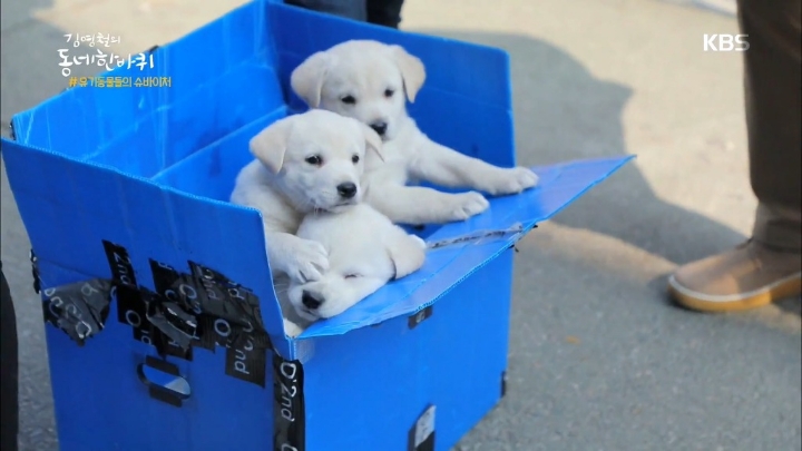 공중파 역대급 강아지 귀요미 | 인스티즈