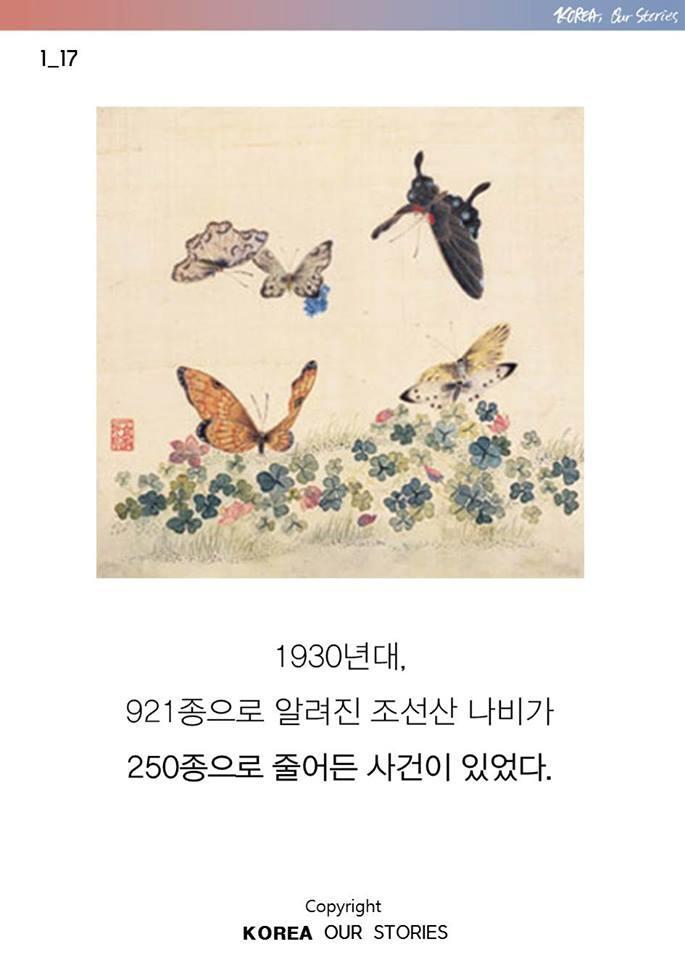 조선에서 나비가 사라졌다 | 인스티즈