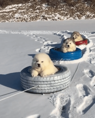버스타는 썰매견 | 인스티즈