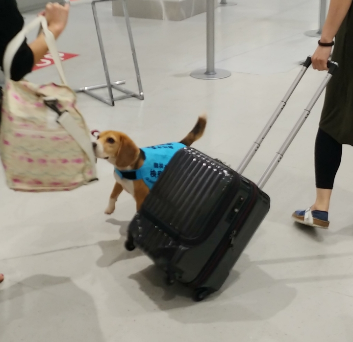 아직은 일이 서툰 공항 마약탐지견 | 인스티즈