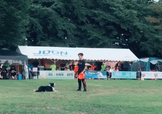 댕댕이와 간단하게 액션영화 찍는법.gif | 인스티즈