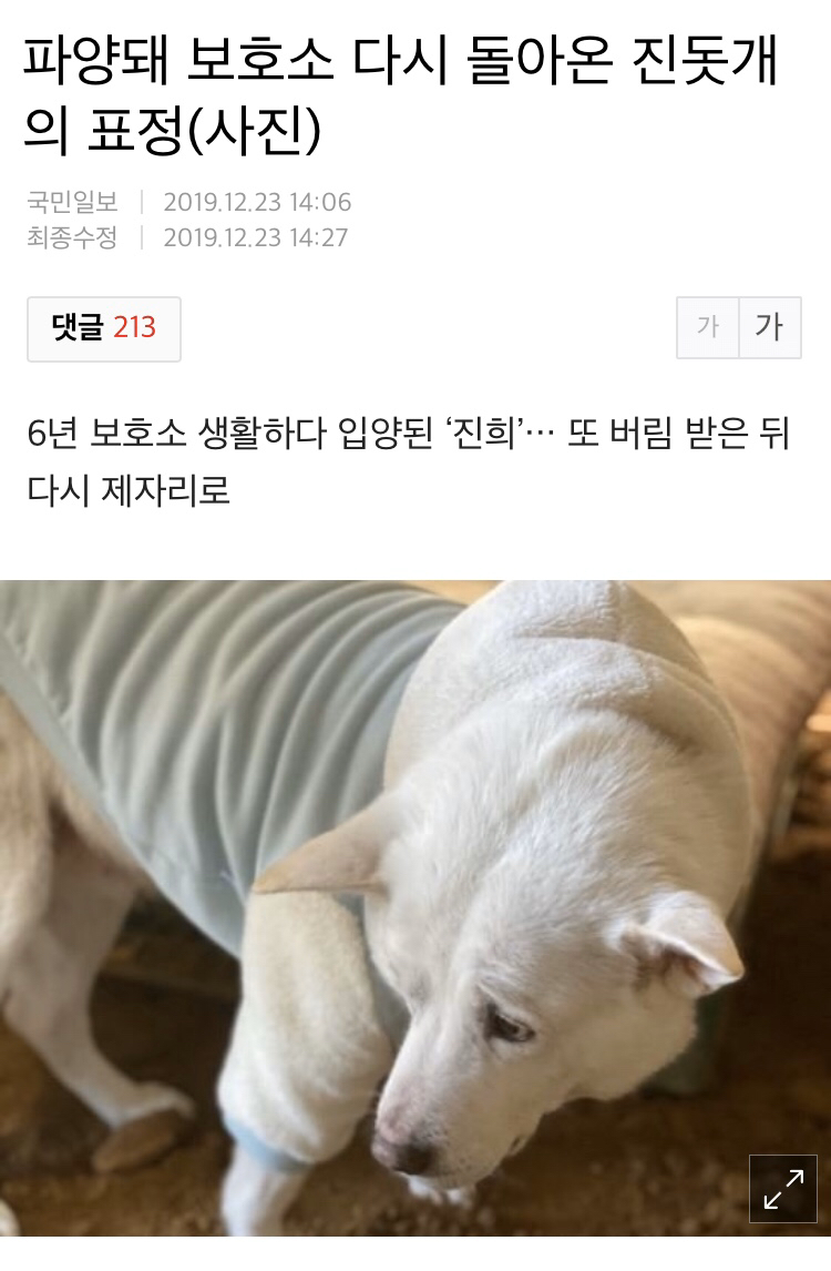 파양돼 보호소 다시 돌아온 진돗개의 표정.jpg | 인스티즈