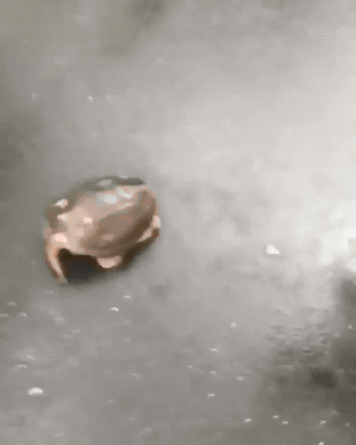 거북이한테 까불면 안되는 이유.gif | 인스티즈