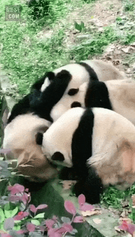 왕따 당하는 판다 | 인스티즈