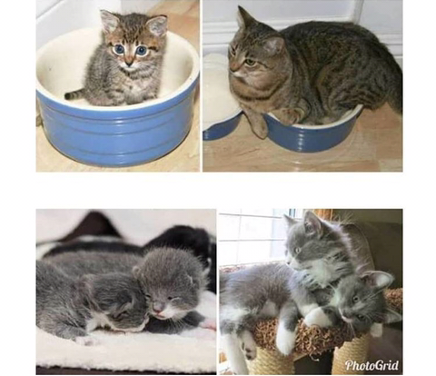 고양이 확대범.jpg | 인스티즈